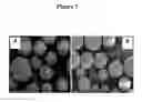 Fig. 06 - ACTIVE SELF-HEALING BIOMATERIAL SYSTEM