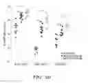Fig. 15 - IDENTIFICATION AND PRODUCTION OF HIGH AFFINITY IGM ANTIBODIES AND DERIVATIVES THEREOF