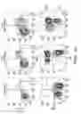 Fig. 16 - IDENTIFICATION AND PRODUCTION OF HIGH AFFINITY IGM ANTIBODIES AND DERIVATIVES THEREOF