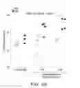 Fig. 21 - IDENTIFICATION AND PRODUCTION OF HIGH AFFINITY IGM ANTIBODIES AND DERIVATIVES THEREOF