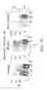Fig. 25 - IDENTIFICATION AND PRODUCTION OF HIGH AFFINITY IGM ANTIBODIES AND DERIVATIVES THEREOF