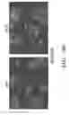 Fig. 31 - IDENTIFICATION AND PRODUCTION OF HIGH AFFINITY IGM ANTIBODIES AND DERIVATIVES THEREOF