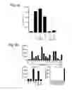 Fig. 08 - HPV epitopes targeted by T cells infiltrating cervical malignancies for use in vaccines