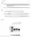 Fig. 02 - Enhanced immunogenicity of mRNA with co-encoded adjuvant sequences