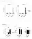 Fig. 04 - Enhanced immunogenicity of mRNA with co-encoded adjuvant sequences