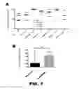 Fig. 09 - Dehydroleucodine derivatives and uses thereof