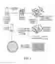 Fig. 02 - ANTIBODY BASED REAGENT THAT SPECIFICALLY RECOGNIZES TOXIC OLIGOMERIC FORM OF BETA-AMYLOID