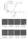 Fig. 08 - ANTIBODY BASED REAGENT THAT SPECIFICALLY RECOGNIZES TOXIC OLIGOMERIC FORM OF BETA-AMYLOID