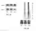 Fig. 09 - ANTIBODY BASED REAGENT THAT SPECIFICALLY RECOGNIZES TOXIC OLIGOMERIC FORM OF BETA-AMYLOID