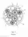 Fig. 02 - Umbilical end termination