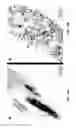Fig. 18 - Optical microscopy with phototransformable optical labels