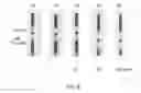Fig. 05 - Method and associated device for rapid detection of target biomolecules with enhanced sensitivity