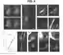Fig. 05 - Methods for visualization and quantification of fiber-like structures