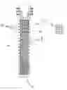 Fig. 01 - Half-demon guitars