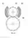 Fig. 06 - Split-body electromagnet