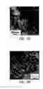 Fig. 04 - Thermoelectric material, thermoelectric device, powder for thermoelectric material, and method for producing thermoelectric material