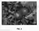Fig. 02 - Apple Tree Named 'GS-66'