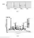 Fig. 02 - METHOD FOR SELECTING CEREAL SEEDS SUITABLE FOR CONSUMPTION BY COELIAC PATIENTS