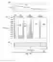 Fig. 10 - Devices systems and methods for assessment of vessels