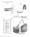 Fig. 07 - Human and animal physiological comparatives, communication and developers' tool kit