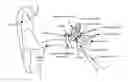 Fig. 01 - CONTROLLED RELEASE DELIVERY DEVICES FOR THE TREATMENT OF OTIC DISORDERS
