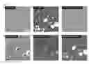 Fig. 03 - HIF-1 modulator paint formulation and uses thereof