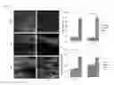 Fig. 06 - HIF-1 modulator paint formulation and uses thereof