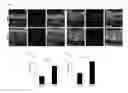 Fig. 08 - HIF-1 modulator paint formulation and uses thereof