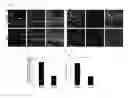Fig. 09 - HIF-1 modulator paint formulation and uses thereof