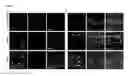 Fig. 11 - HIF-1 modulator paint formulation and uses thereof