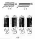 Fig. 02 - Histone deacetylase as a modulator of PDLI expression and activity