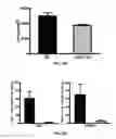 Fig. 07 - METHODS AND COMPOSITIONS FOR PREVENTION AND TREATMENT OF CARDIAC HYPERTROPHY