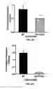 Fig. 08 - METHODS AND COMPOSITIONS FOR PREVENTION AND TREATMENT OF CARDIAC HYPERTROPHY