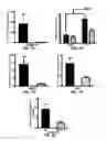 Fig. 09 - METHODS AND COMPOSITIONS FOR PREVENTION AND TREATMENT OF CARDIAC HYPERTROPHY