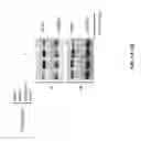 Fig. 02 - Pathways to Generate Hair Cells