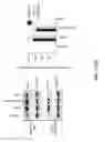 Fig. 03 - Pathways to Generate Hair Cells