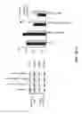 Fig. 04 - Pathways to Generate Hair Cells