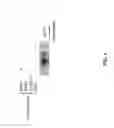 Fig. 08 - Pathways to Generate Hair Cells