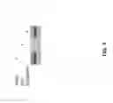 Fig. 11 - Pathways to Generate Hair Cells