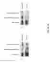 Fig. 12 - Pathways to Generate Hair Cells
