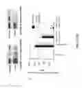 Fig. 13 - Pathways to Generate Hair Cells