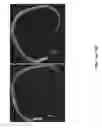 Fig. 21 - Pathways to Generate Hair Cells