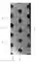 Fig. 04 - FLUID ETCHED FOAM