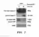 Fig. 09 - Compositions and methods for treating cancer