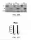 Fig. 35 - Compositions and methods for treating cancer