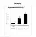 Fig. 04 - Substituted pyridines as inhibitors of DNMT1