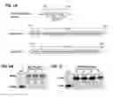 Fig. 02 - Compositions and methods for suppression of inhibitor formation against coagulation factors in hemophilia patients