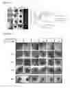 Fig. 08 - Chimeric proteins for targeting dsRNA