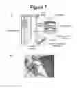 Fig. 08 - Peptide compounds for suppressing inflammation