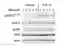 Fig. 01 - Methods of treating fibroblast growth factor 19-mediated cancers and tumors